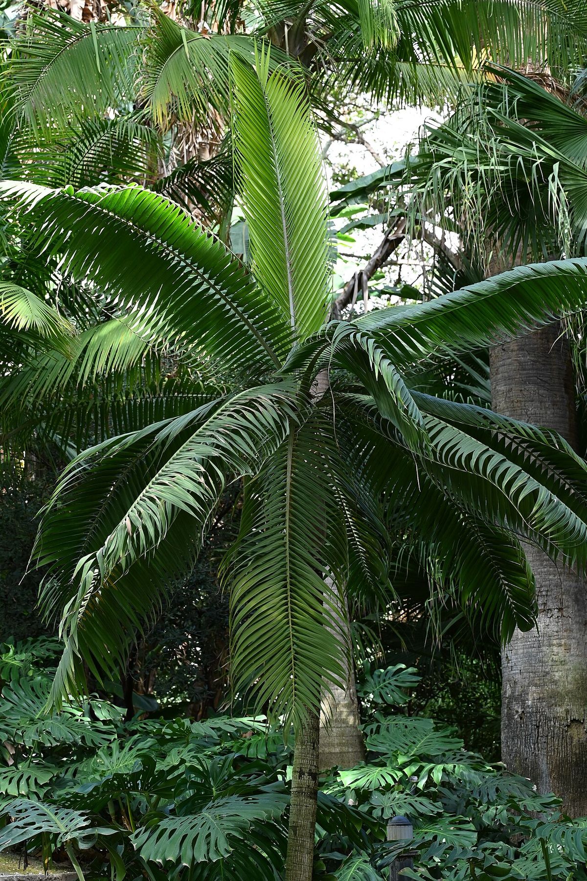 Palma princesa de corona simétrica y frondas arqueadas en un jardín tropical.