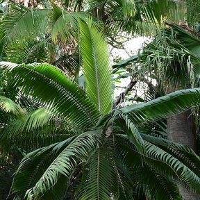 Palma princesa de corona simétrica y frondas arqueadas en un jardín tropical.