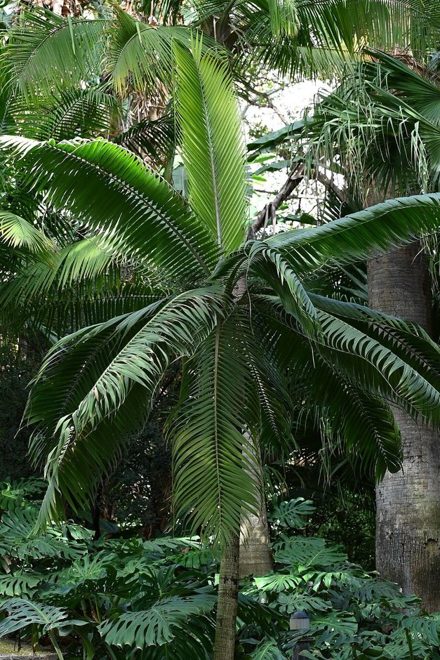 Palma princesa de corona simétrica y frondas arqueadas en un jardín tropical.