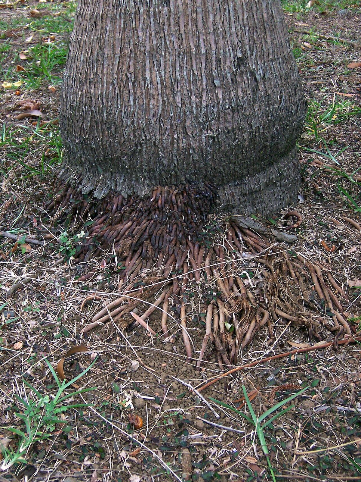 Base ensanchada del estípite de una palma princesa, con las raíces al descubierto.