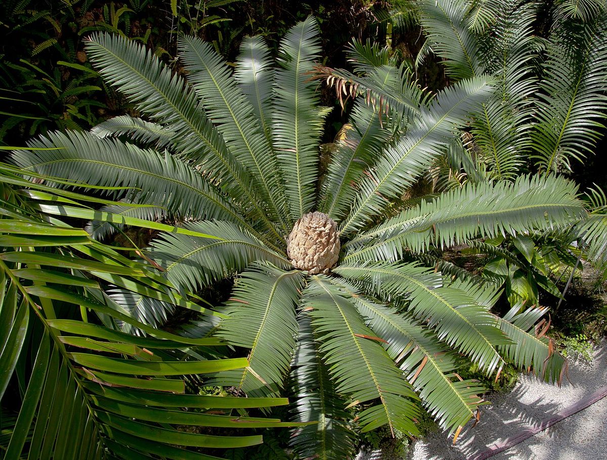 Cono pardo de cyca asomando en el centro de la roseta de hojas.