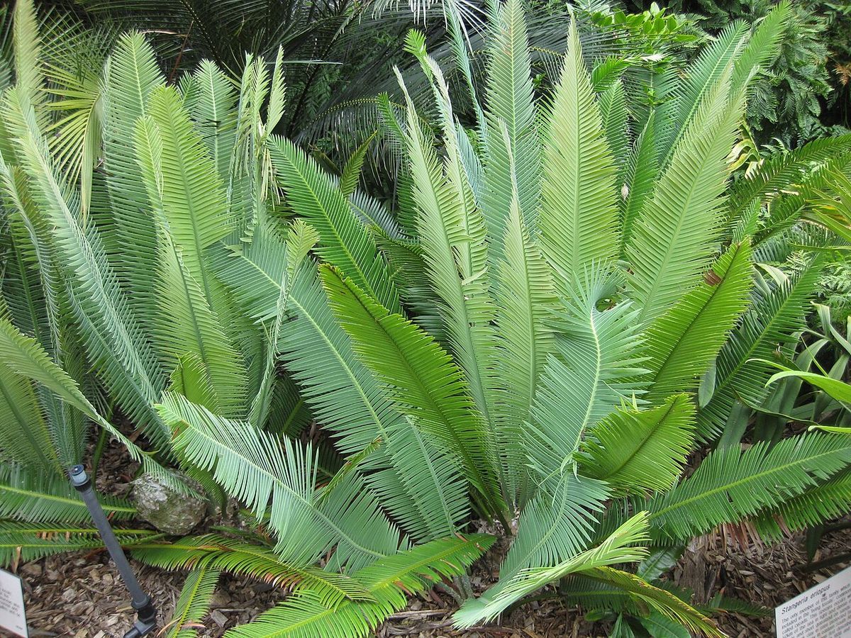 Varias cycas juntas en un jardín botánico, con las hojas abiertas en abanico.