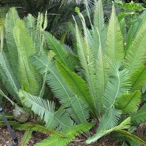 Varias cycas juntas en un jardín botánico, con las hojas abiertas en abanico.