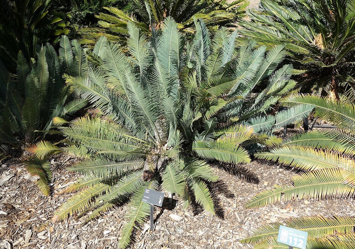 Grupo de cycas plantadas en un jardín seco, con etiquetas al pie.