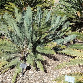 Grupo de cycas plantadas en un jardín seco, con etiquetas al pie.