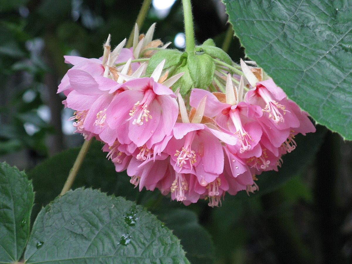 Racimo colgante de flores rosas de dombella entre hojas anchas y nervadas.