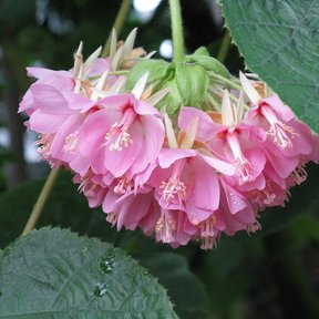 Racimo colgante de flores rosas de dombella entre hojas anchas y nervadas.