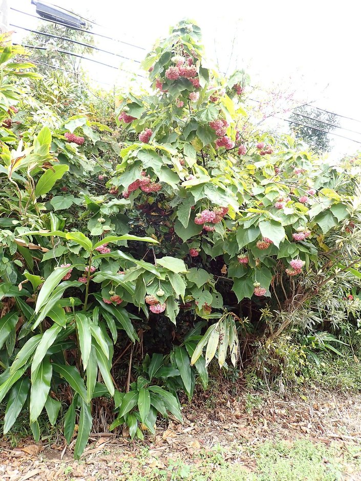 Dombella entera cubierta de racimos rosas al borde de un camino.