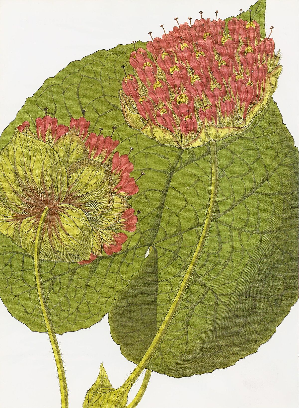 Ilustración botánica de la dombella con la hoja acorazonada y la cabezuela roja.