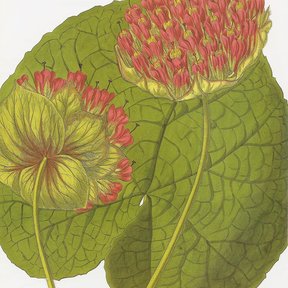 Ilustración botánica de la dombella con la hoja acorazonada y la cabezuela roja.