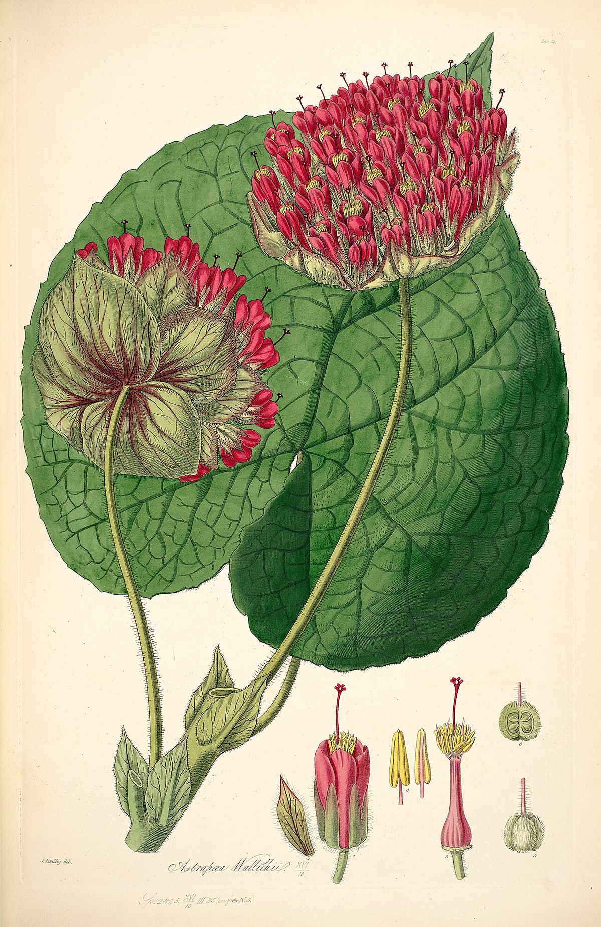 Lámina botánica antigua de la dombella con la flor, la hoja y los estambres.