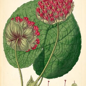 Lámina botánica antigua de la dombella con la flor, la hoja y los estambres.