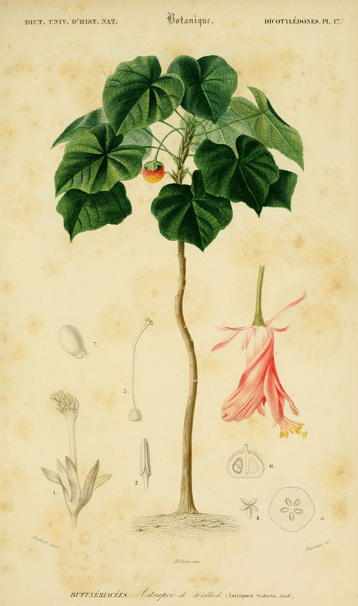 Lámina antigua de la dombella joven con el detalle de la flor colgante.