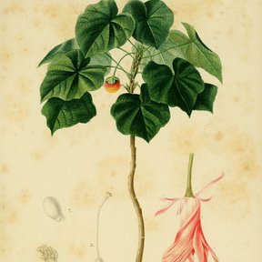 Lámina antigua de la dombella joven con el detalle de la flor colgante.