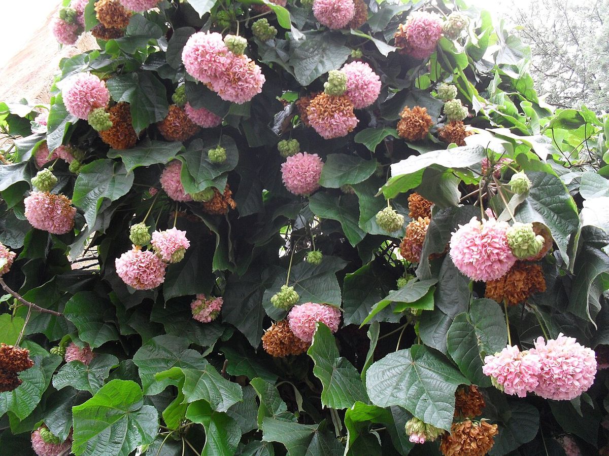 Dombella cargada de racimos rosas y pardos sobre el follaje oscuro.