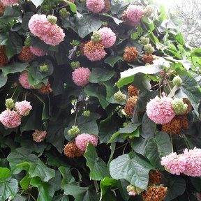 Dombella cargada de racimos rosas y pardos sobre el follaje oscuro.