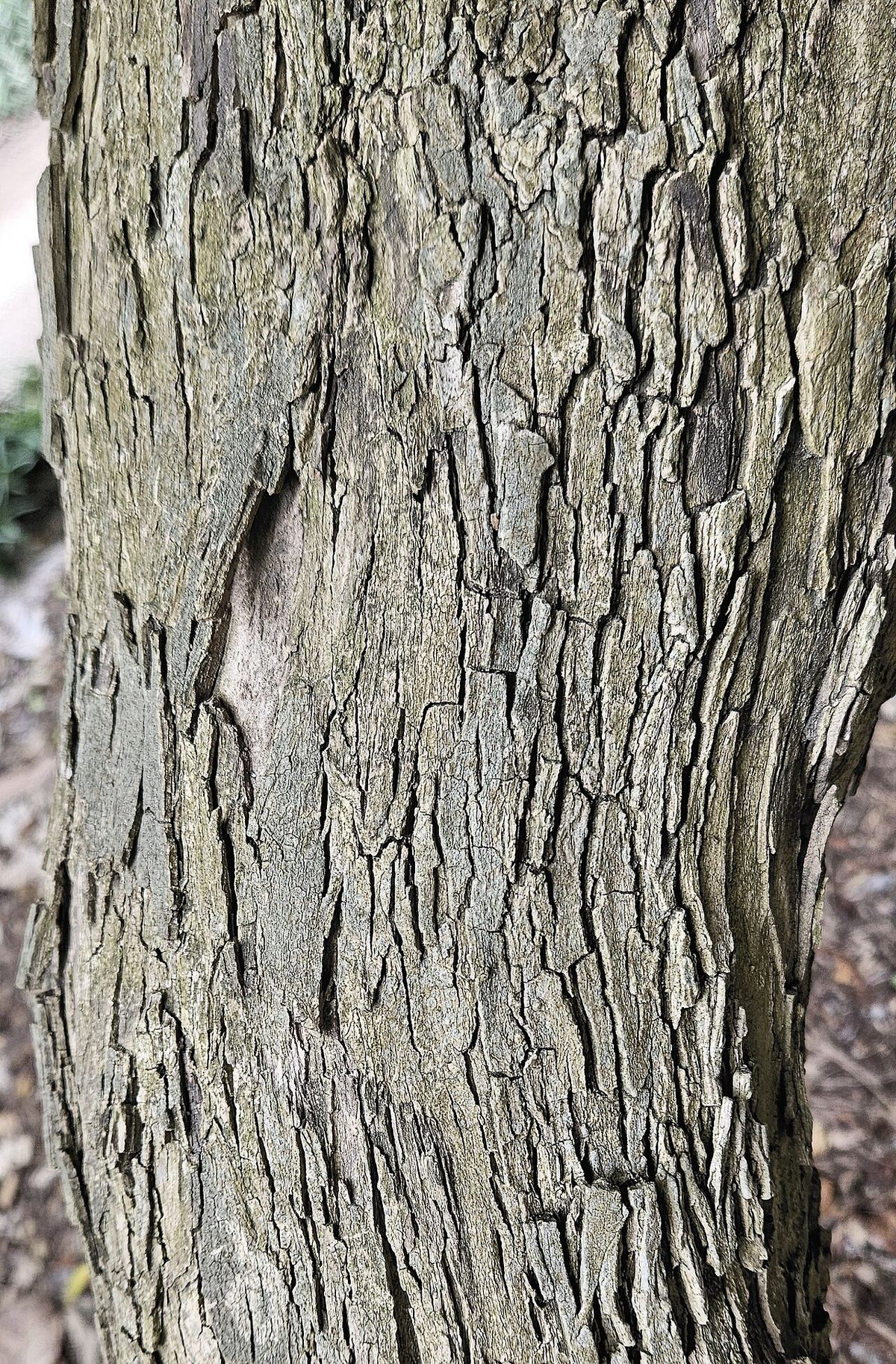 Tronco de velo de viuda con la corteza gris y finamente fisurada.