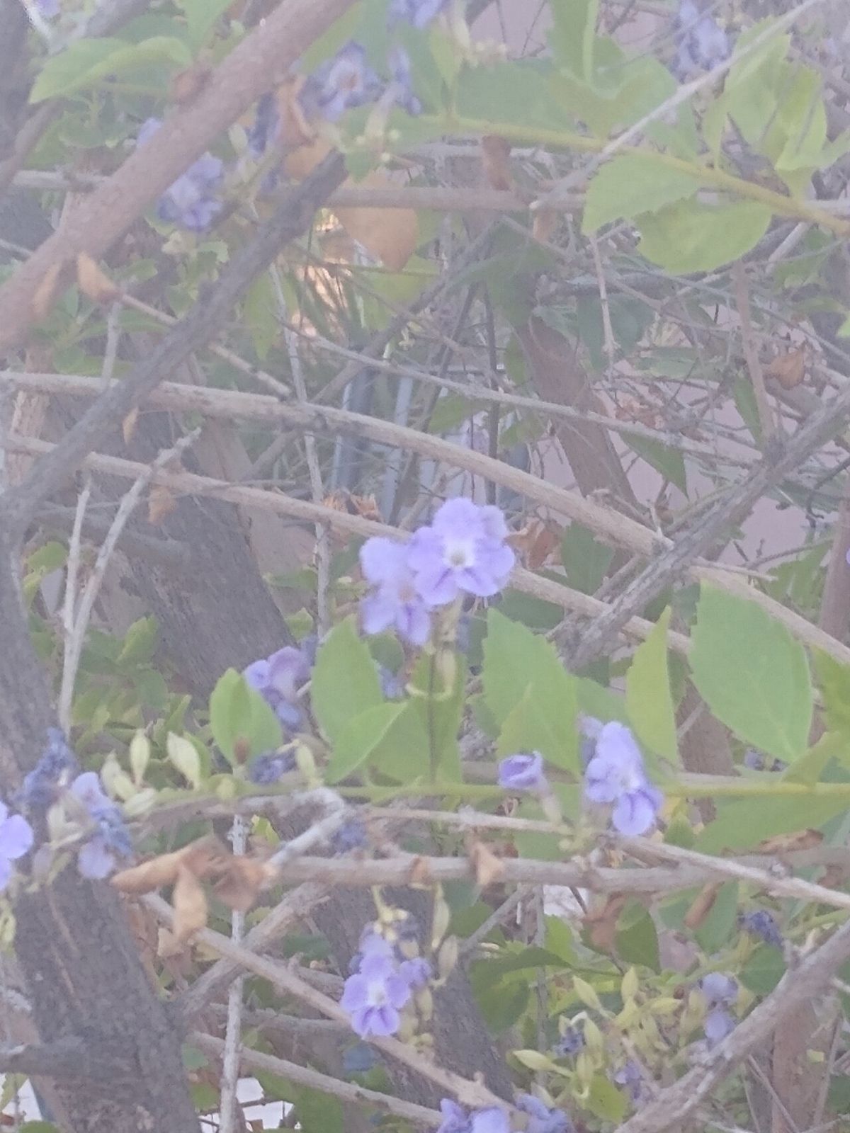 Flores azuladas de velo de viuda entre las ramas, fuera de foco.