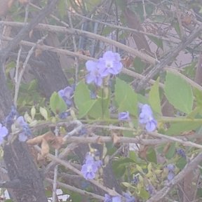 Flores azuladas de velo de viuda entre las ramas, fuera de foco.