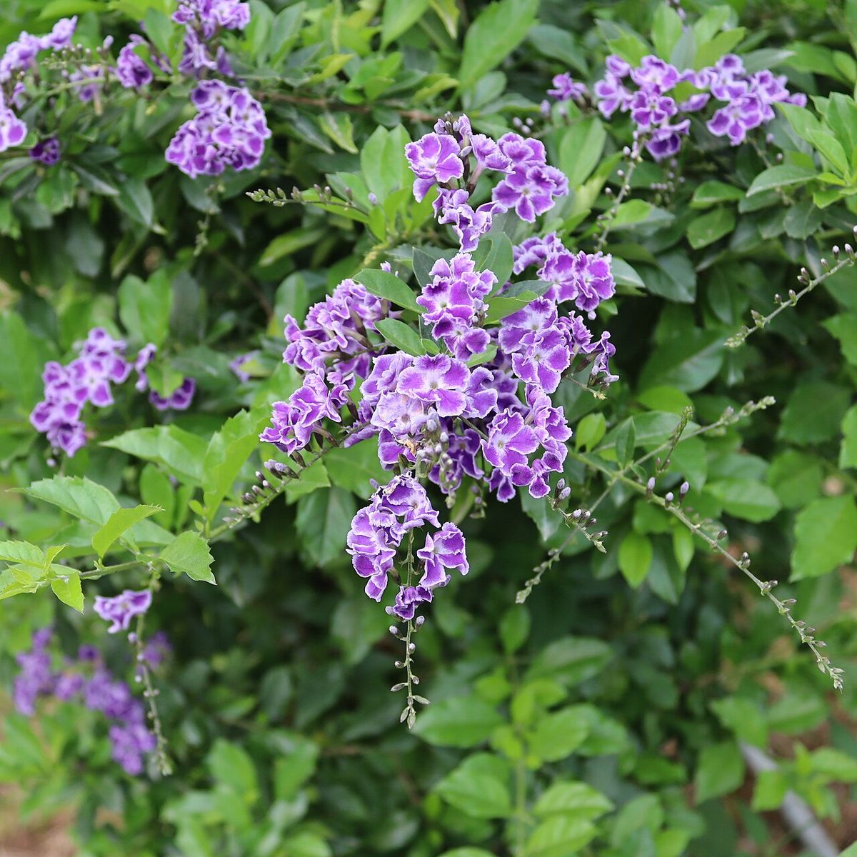 Racimos de flores moradas de velo de viuda sobre el follaje verde.