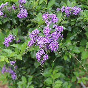 Racimos de flores moradas de velo de viuda sobre el follaje verde.
