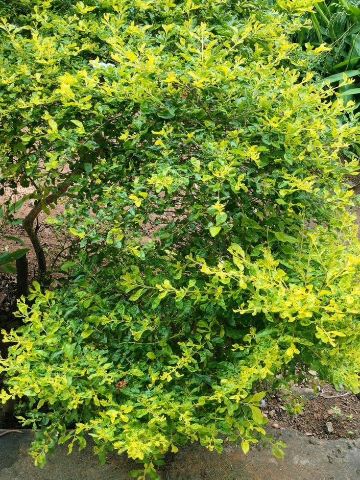 Velo de viuda de follaje dorado y copa redonda en un jardín.