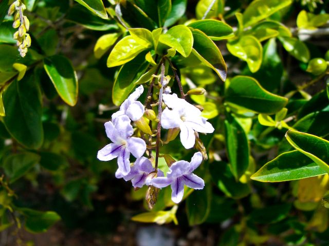 Flores blancas y lilas de velo de viuda colgando en racimo entre las hojas.