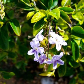 Flores blancas y lilas de velo de viuda colgando en racimo entre las hojas.