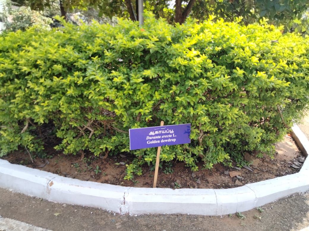 Seto podado de velo de viuda al borde de un andador, con una placa al pie.