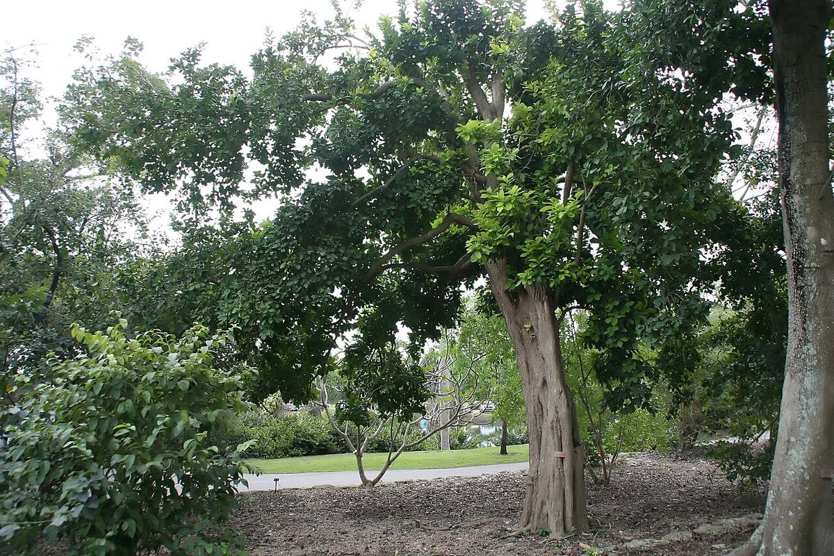 Frutillo de copa ancha y tronco corto en el pasto de un parque arbolado.