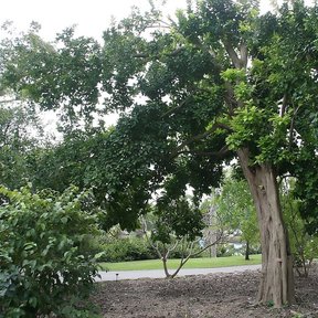 Frutillo de copa ancha y tronco corto en el pasto de un parque arbolado.