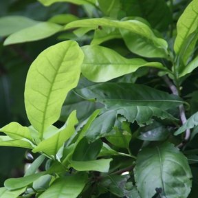 Hojas anchas y lustrosas de frutillo abiertas en la punta de una rama.