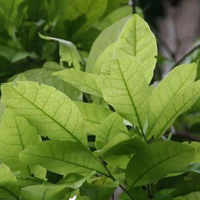 Follaje verde claro de frutillo visto a contraluz entre las ramas.
