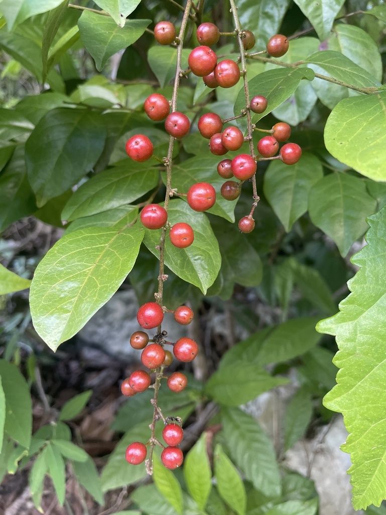 Racimo colgante de frutos rojos y menudos de frutillo entre las hojas.