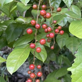 Racimo colgante de frutos rojos y menudos de frutillo entre las hojas.