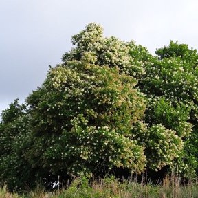 Frutillo cubierto de flor clara, de copa redonda y densa, sobre un pastizal.