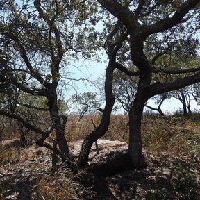 Encino barcino de tronco oscuro y ramas retorcidas en un pastizal quemado.