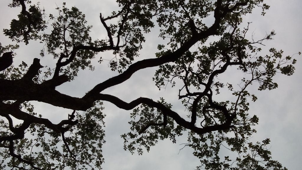 Silueta de un encino barcino con las ramas abiertas contra un cielo gris.