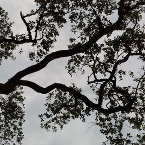Silueta de un encino barcino con las ramas abiertas contra un cielo gris.