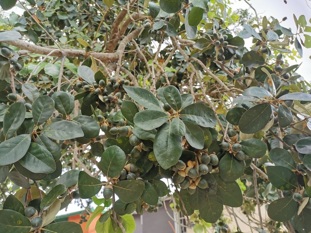 Bellotas de encino barcino madurando entre las hojas gruesas de la copa.