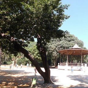 Encino de asta de tronco inclinado y copa ancha junto a un kiosco de parque.
