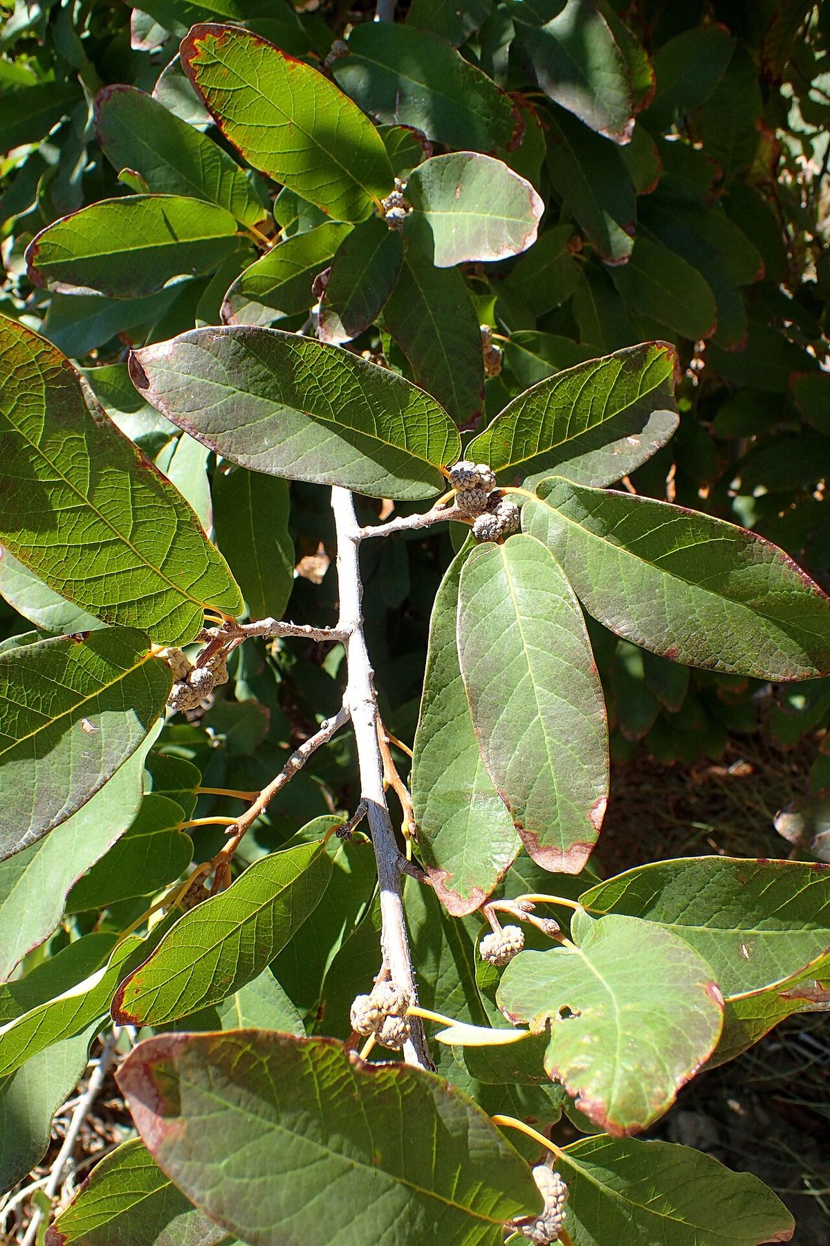 Hojas gruesas de encino de asta con las yemas agrupadas en la punta de la rama.