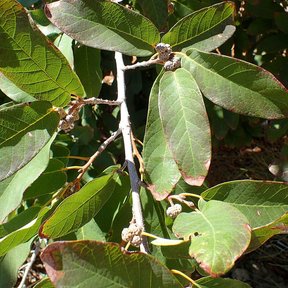 Hojas gruesas de encino de asta con las yemas agrupadas en la punta de la rama.