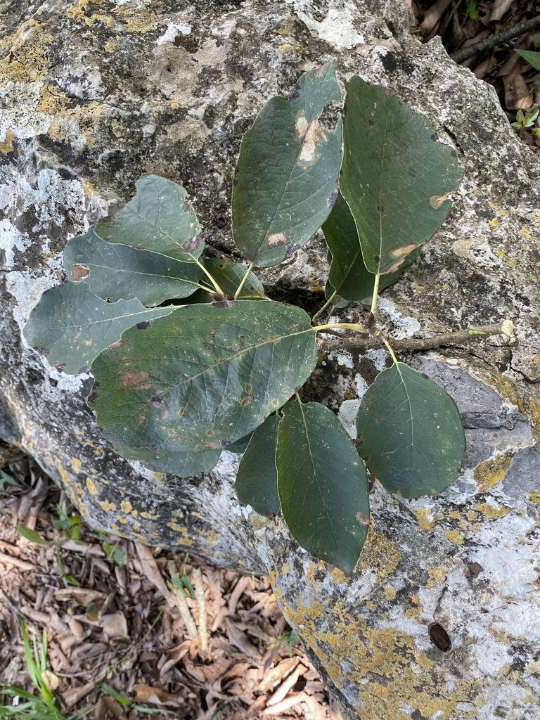 Rama de encino de asta apoyada sobre una roca cubierta de líquenes.