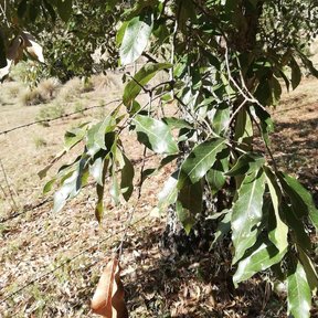 Encino laurelillo de copa baja y extendida en una ladera de pasto seco.