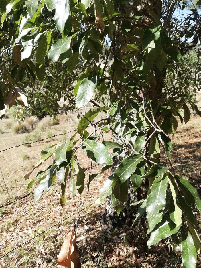 Encino laurelillo de copa baja y extendida en una ladera de pasto seco.