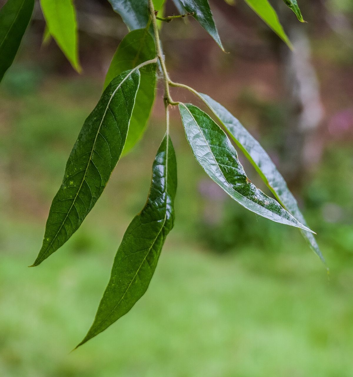 Hojas lanceoladas de encino laurelillo colgando de una ramilla delgada.