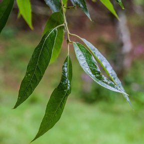 Hojas lanceoladas de encino laurelillo colgando de una ramilla delgada.
