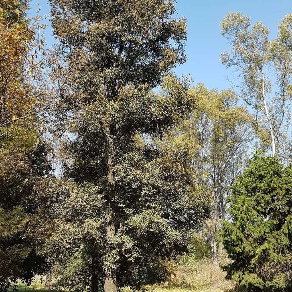Encinos laurelillos altos y de copa oscura recortados contra el cielo azul.