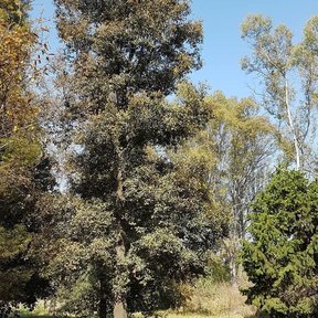 Encinos laurelillos altos y de copa oscura recortados contra el cielo azul.